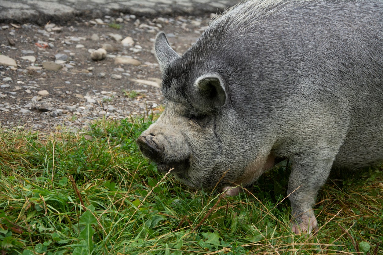 What Is Poisonous To Pigs Learn About Plants That Are Toxic For Pigs