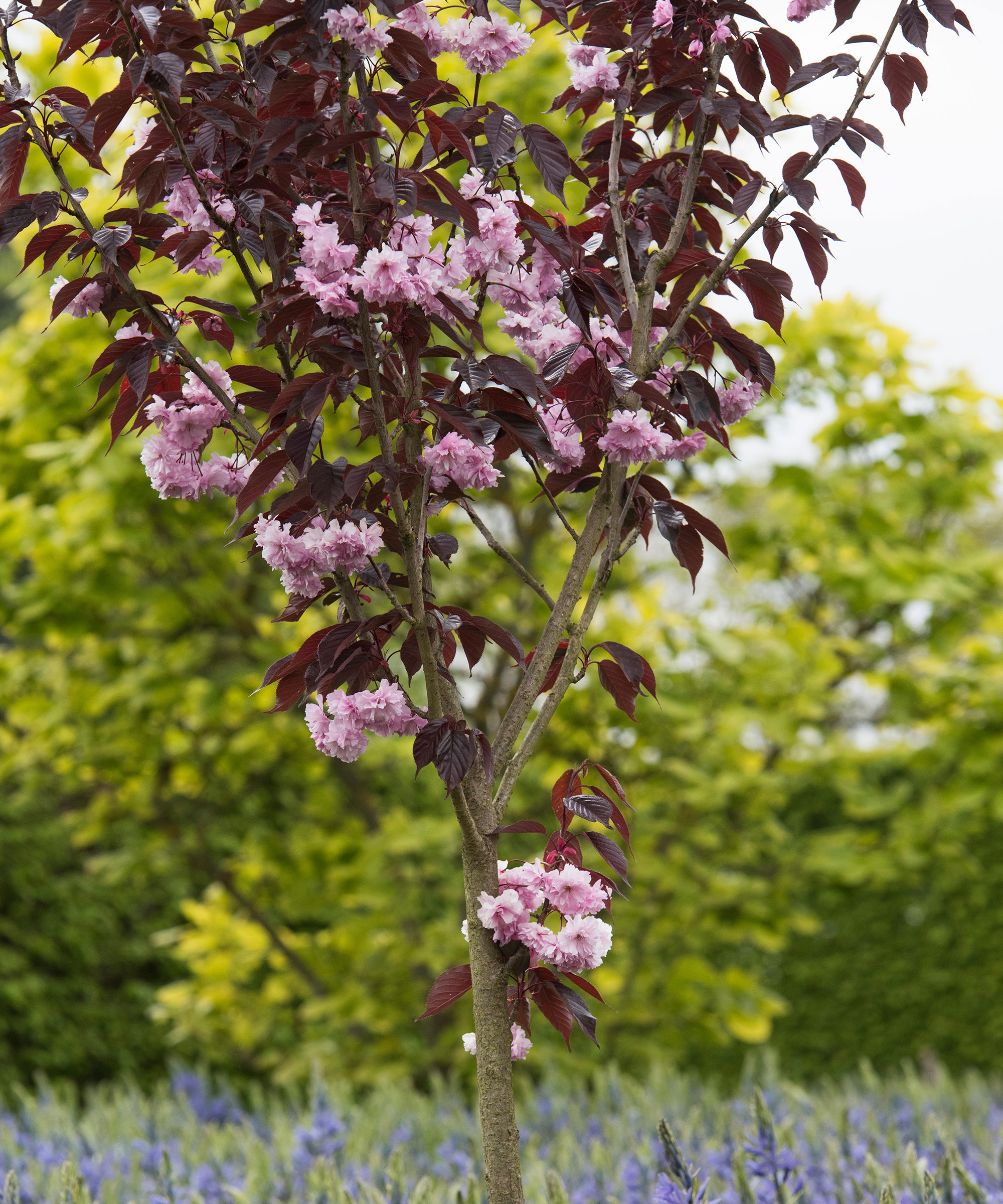 Flowering cherry tree care and growing guide Homes & Gardens