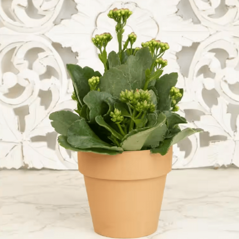When do kalanchoes flower? Homes & Gardens