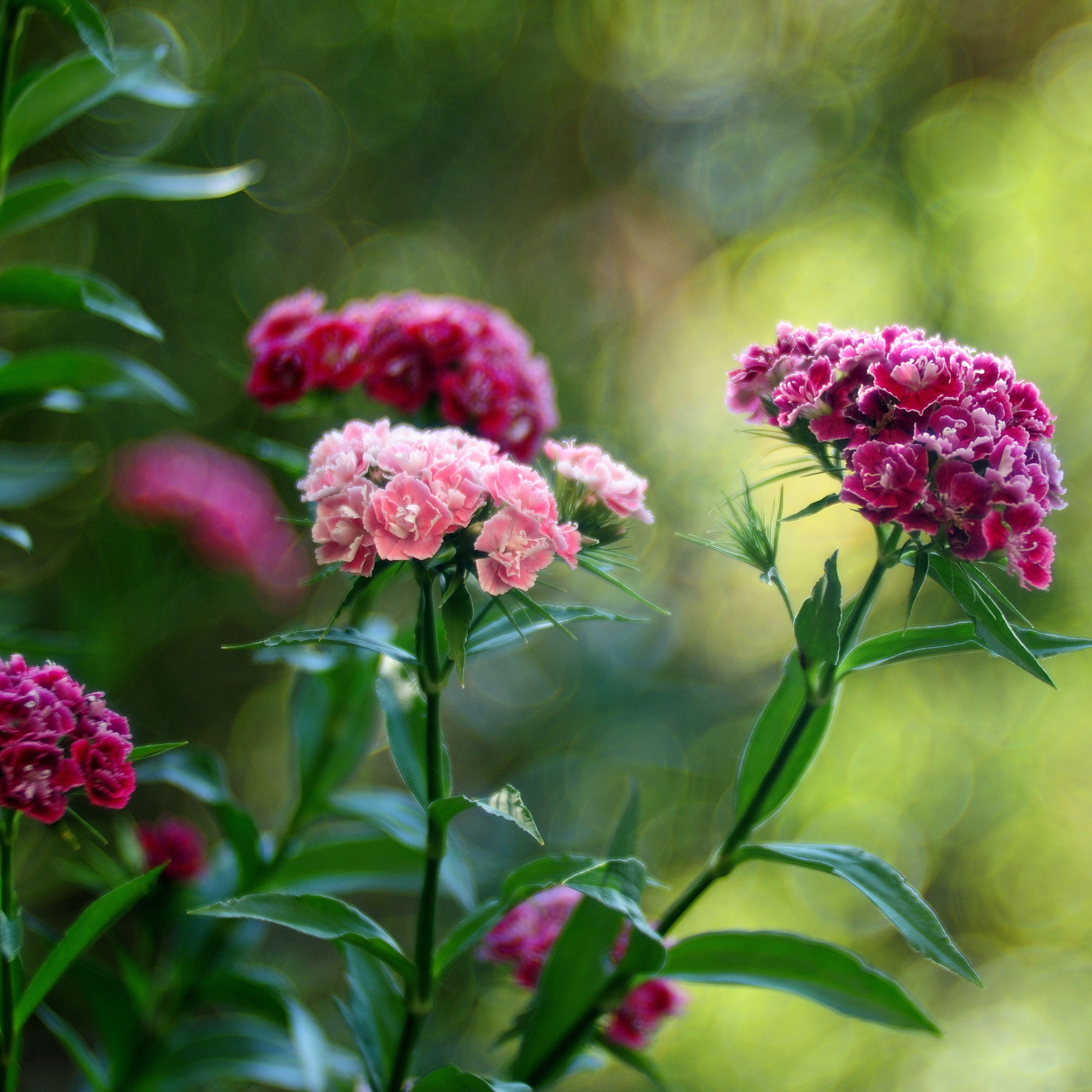 How to grow and care for sweet william the ultimate…