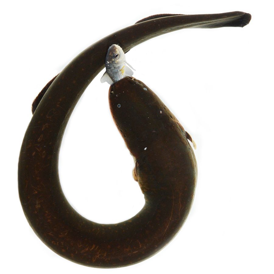 Electric Embrace Eels Curl Up to Supercharge Shocks