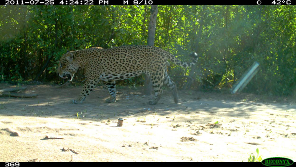 Jaguar in Bolivia�s Madidi National Park