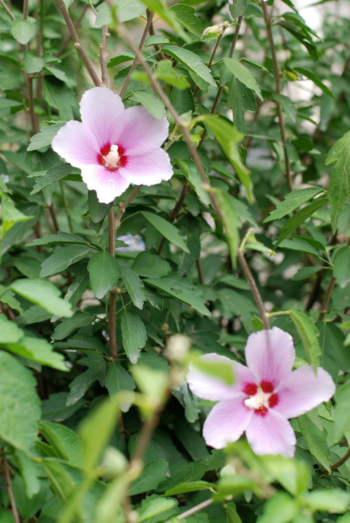Hibiscus Transplant Info When And How To Transplant A Hibiscus
