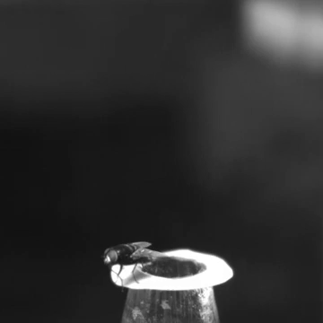 A blow fly — a type of fly in the Calyptratae clade — makes a speedy getaway.