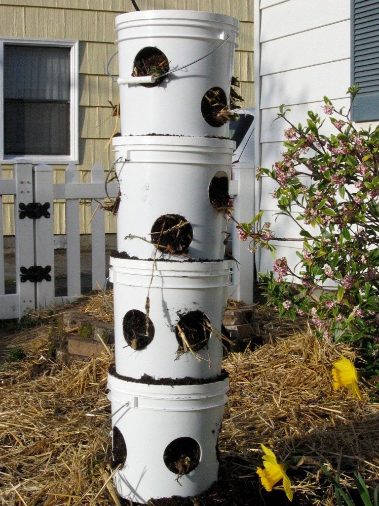 Vertical Strawberry Planter Learn About Planting In Vertical
