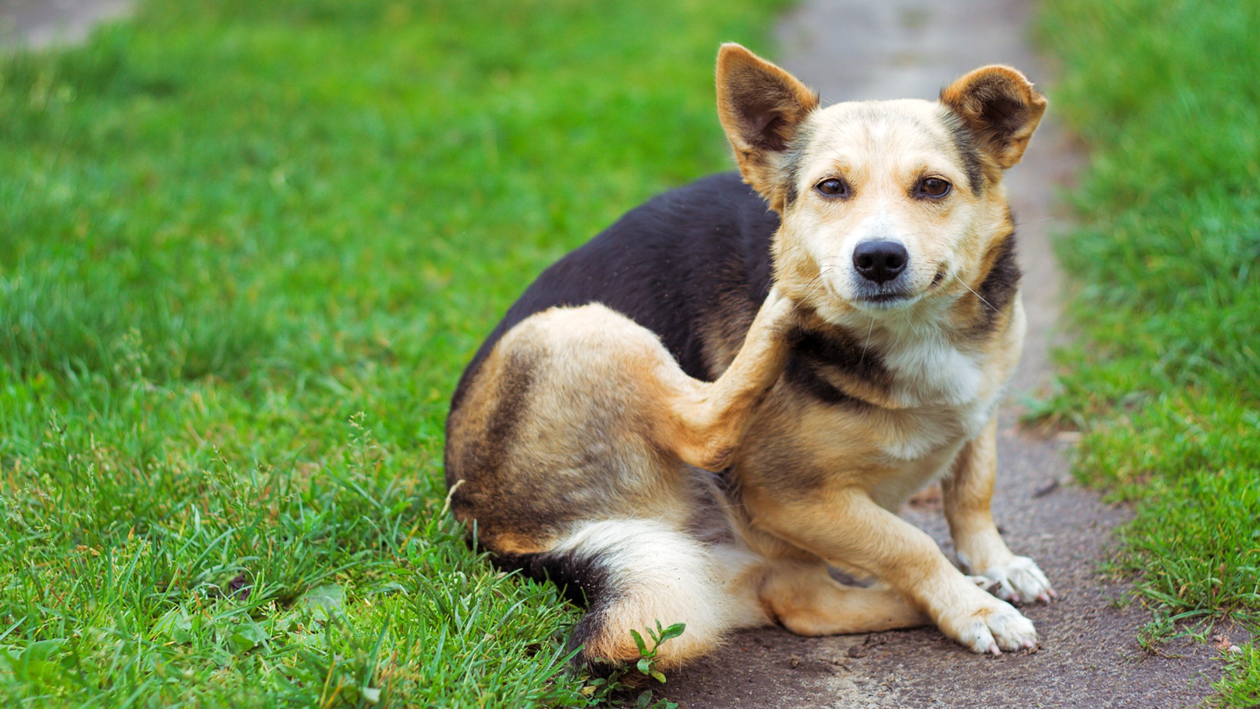 Does Dawn dish soap kill fleas on pets? PetsRadar