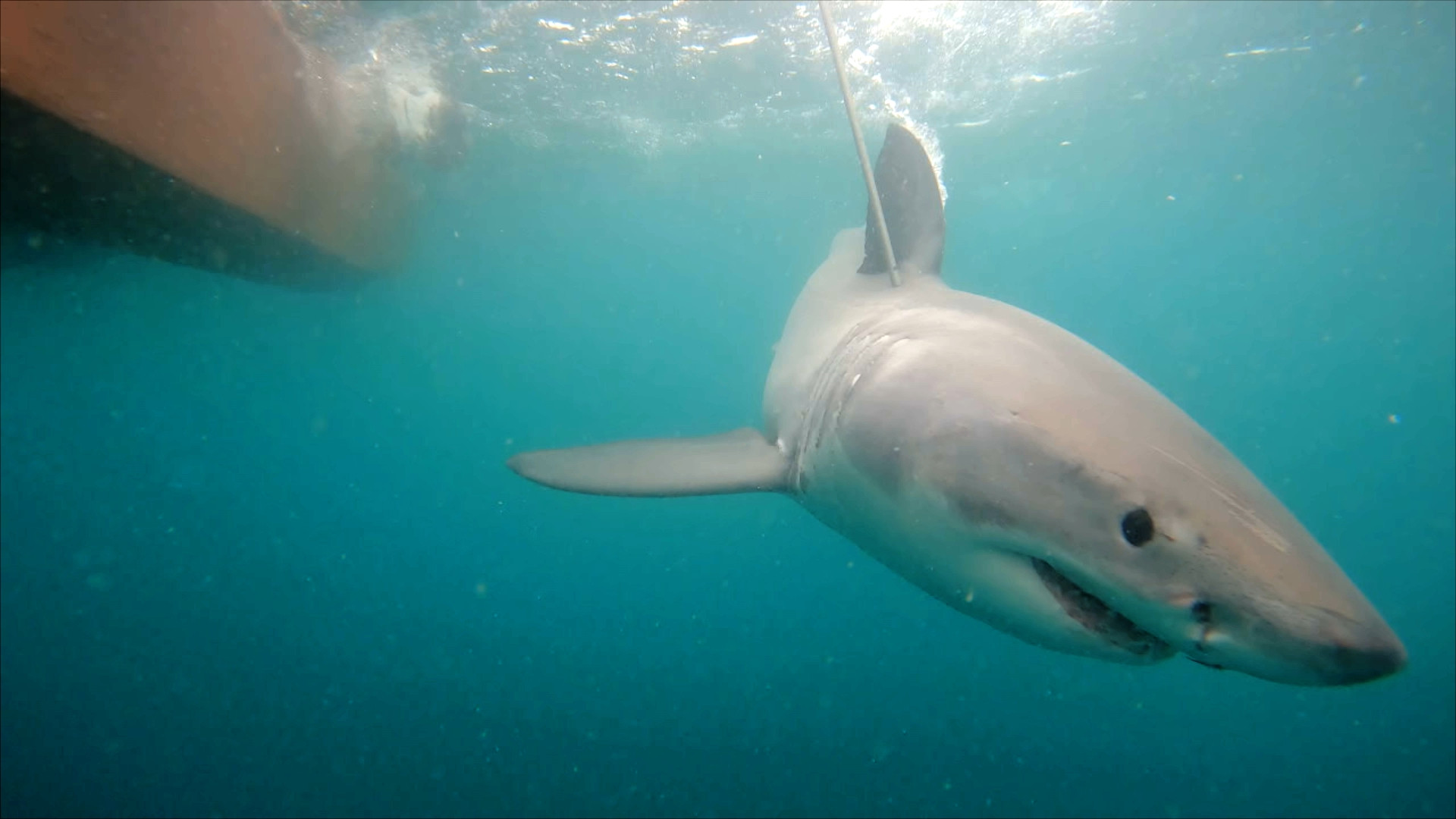 a shark swimming in a clear blue sea with a metal pole removing a sample of its tissue