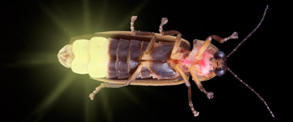 How Do Lightning Bugs Light Up