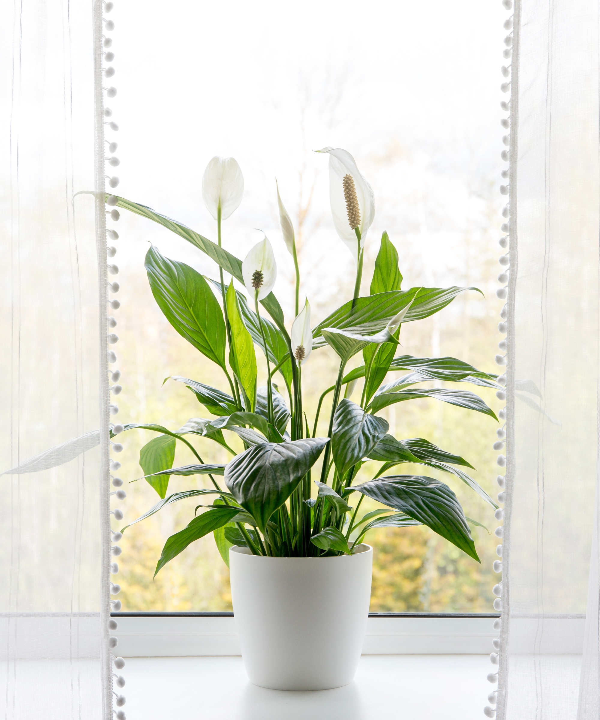 How do you revive a droopy peace lily? Fast and easy Homes & Gardens