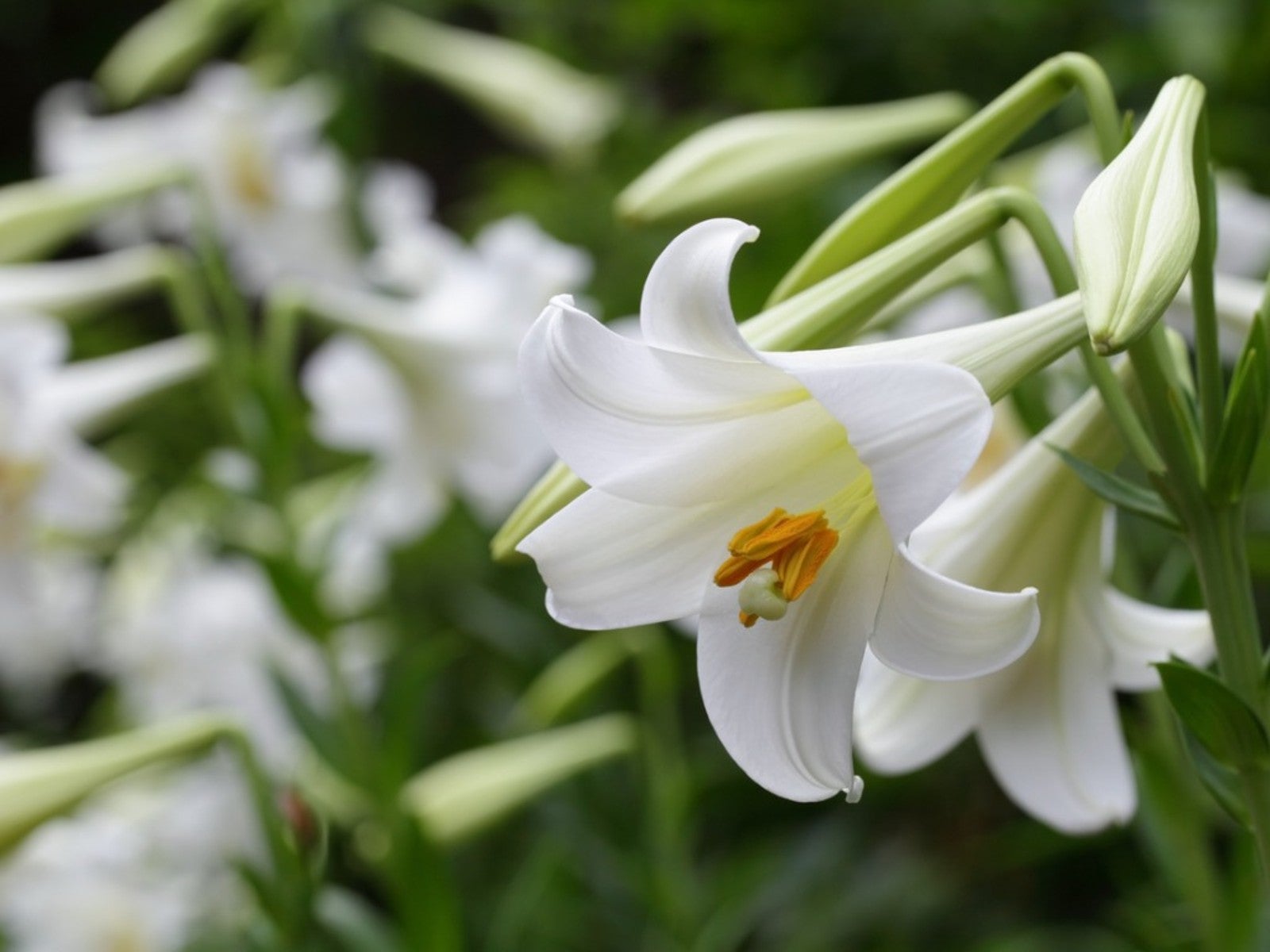 Are Easter Lilies Outdoor Plants Learn About The Care Of Outdoor