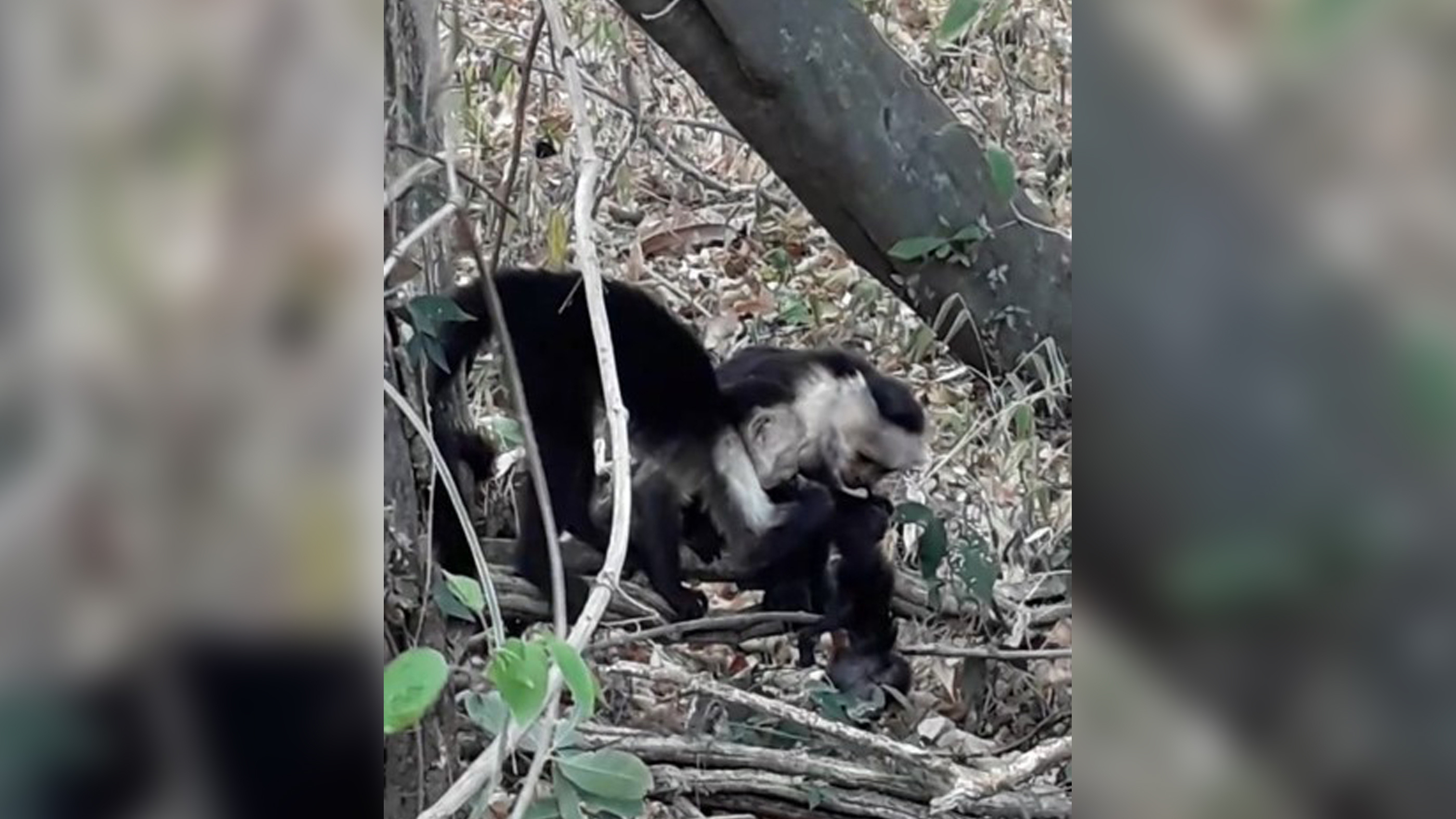 Adult female (right) and juvenile male (left) holding and eating the dead infant CT‐19
