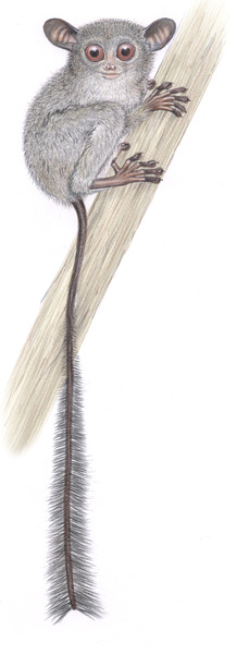 primates, endangered species