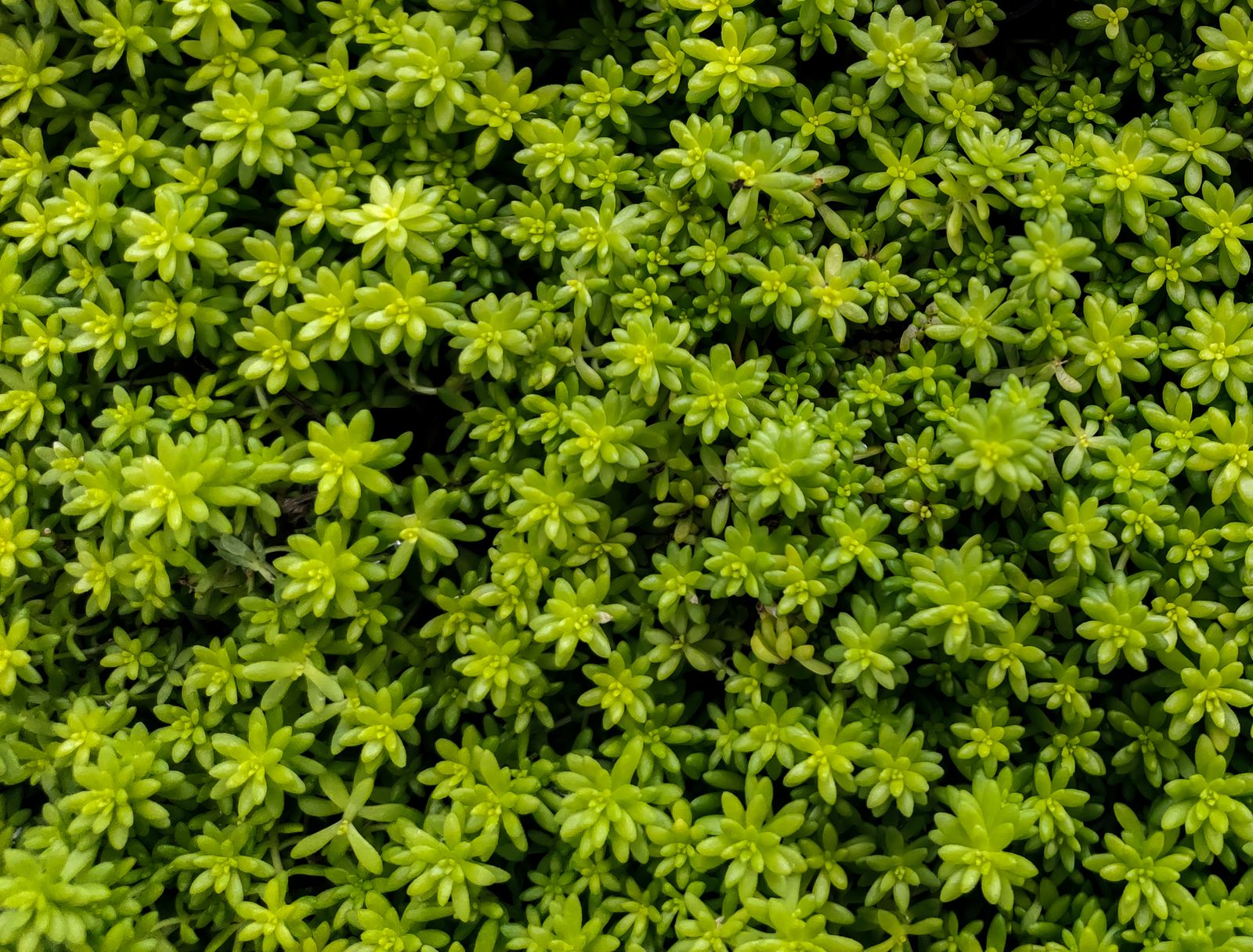 8 Best Filler Plants For Container Gardening And How to Help Them