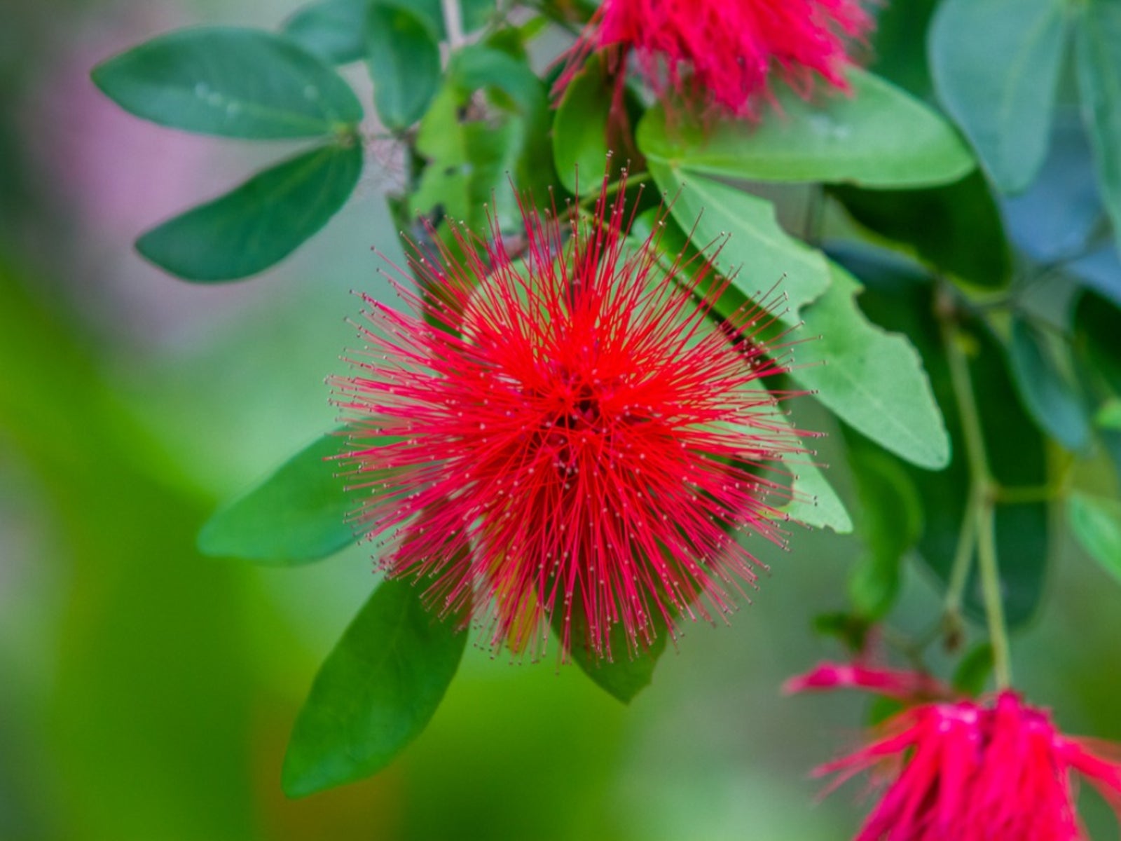 Fairy Duster Plant How To Grow A Calliandra Fairy Duster Shrub