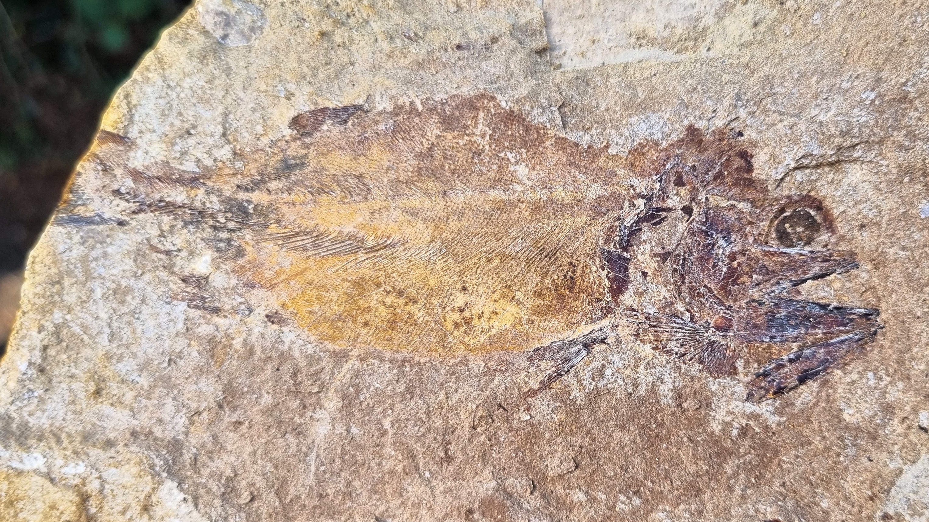 A detailed view of a the scales of a fossilized fish found at the site.