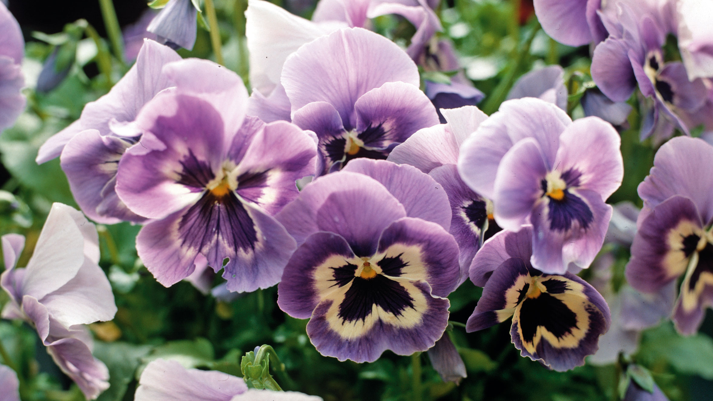 Best winter pansies 8 to add seasonal color to your garden Homes