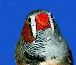 This zebra finch&rsquo;s brain had distinct male and female halves.