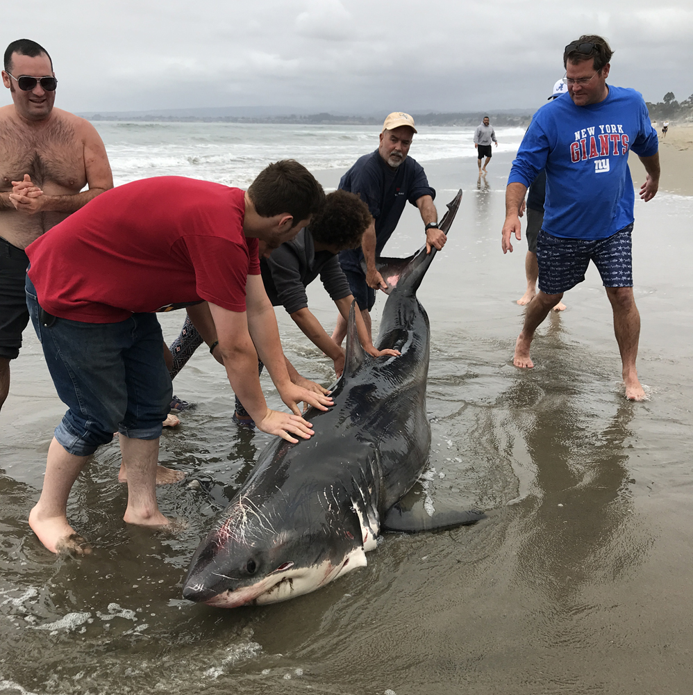 Great White Shark Santa Cruz Beach
