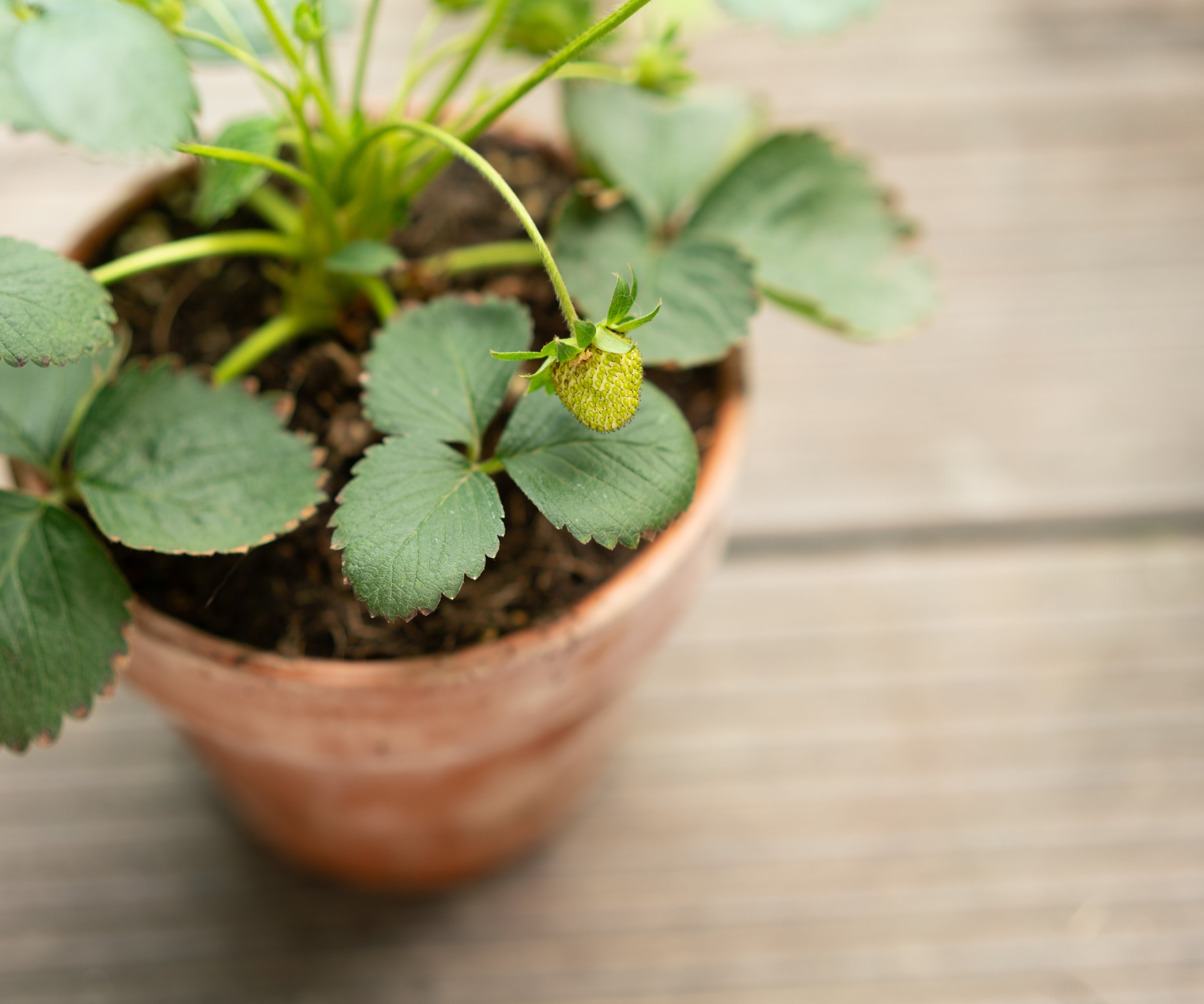 How to grow strawberries in pots and hanging baskets Homes & Gardens
