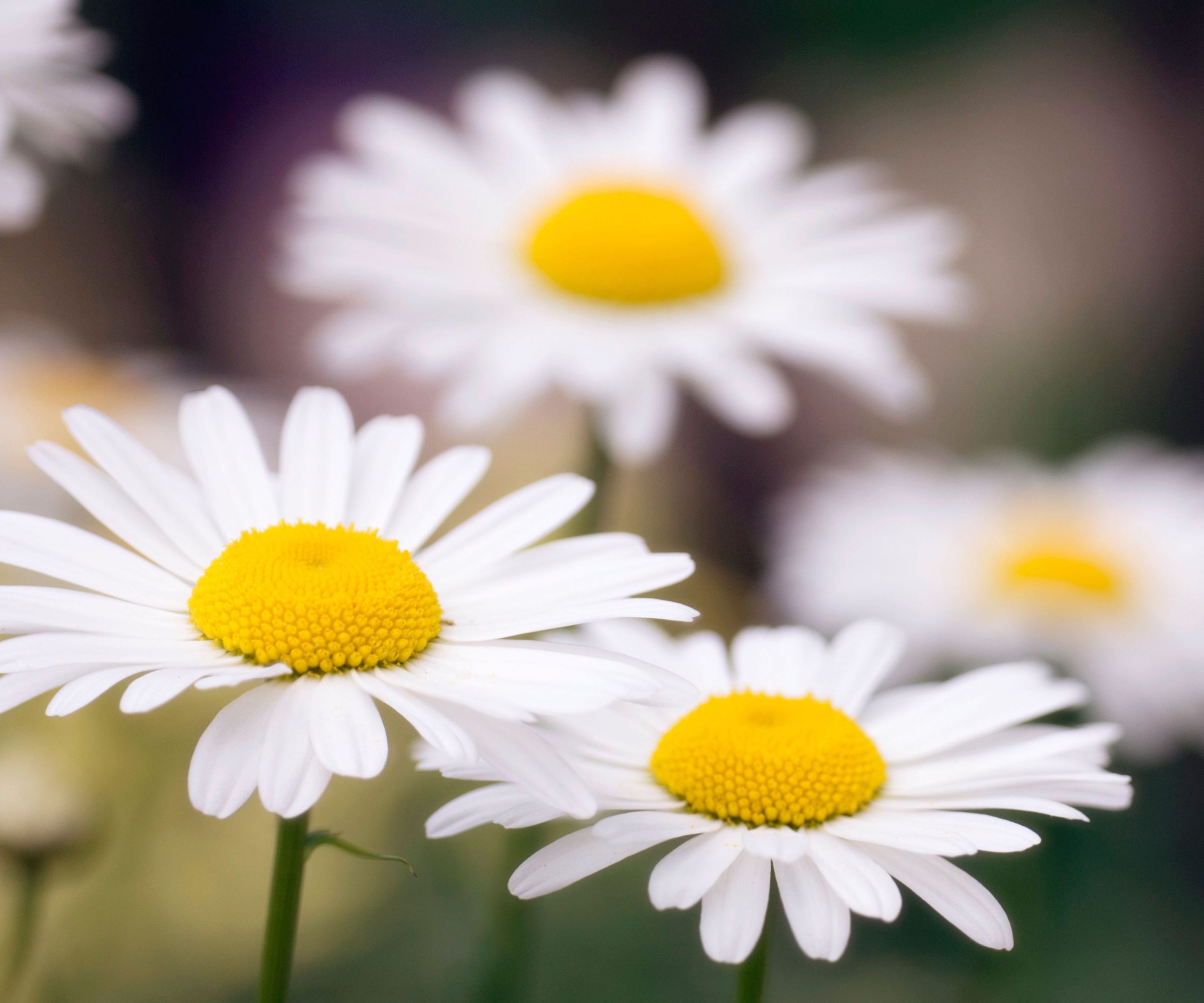 How to deadhead Shasta daisies to keep them blooming for longer