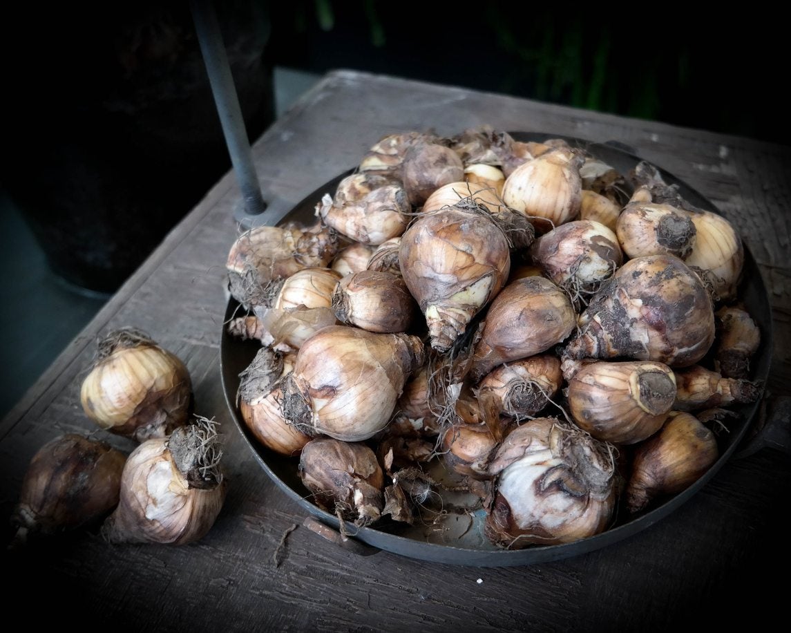 Zone 8 Bulb Planting When To Plant Bulbs In Zone 8 Climates Gardening Know How