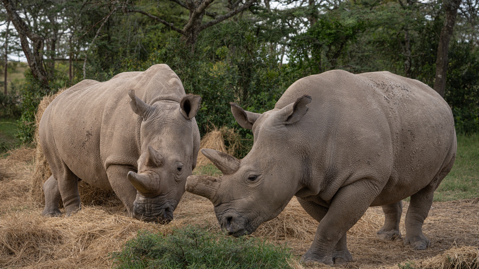 A pair of rhinos in a field
