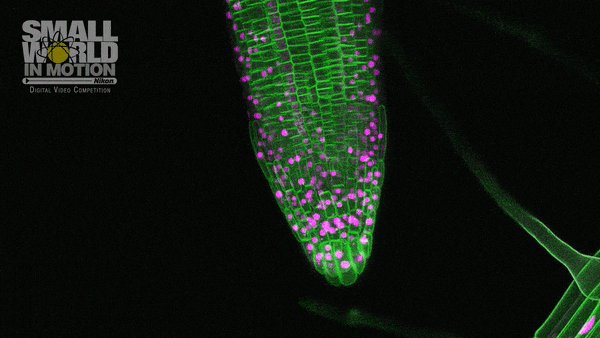 The gravity-responsive growth of root tip in a flowering plant took the contest&rsquo;s top prize.