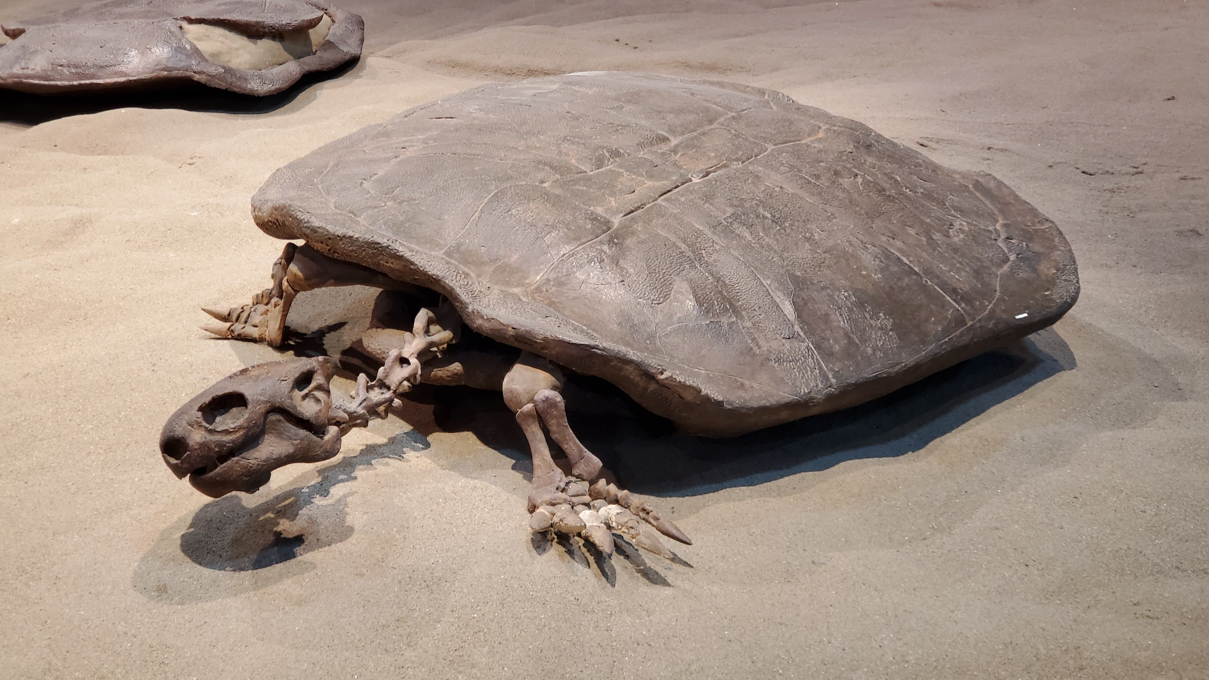 The now-extinct nanhsiungchelyidae turtle family lived in North America and Asia. Here is a Nanhsiungchelyid turtle fossil that was found in Alberta, Canada.