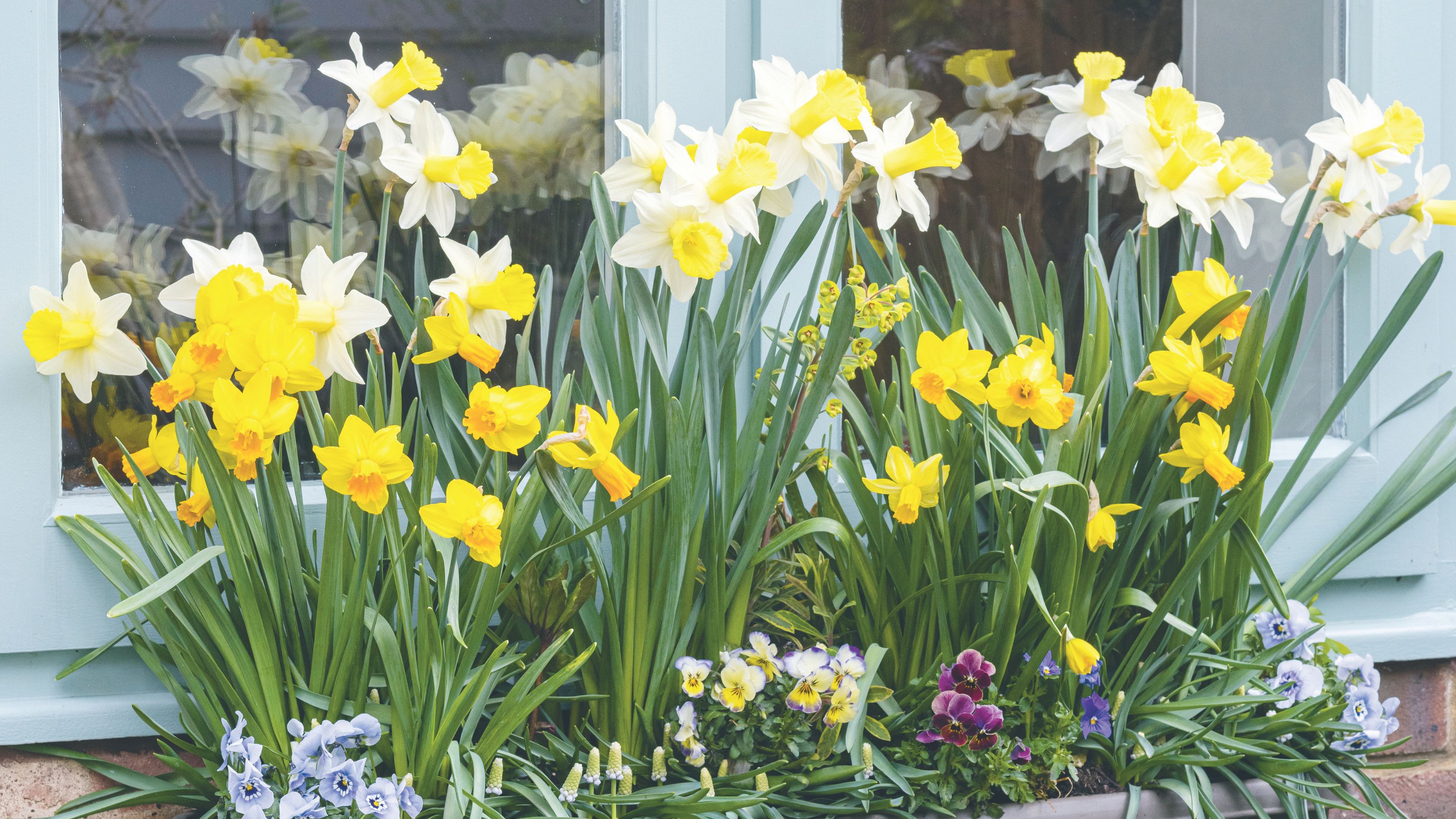 When to plant daffodil bulbs in pots, according to Monty Don Ideal Home