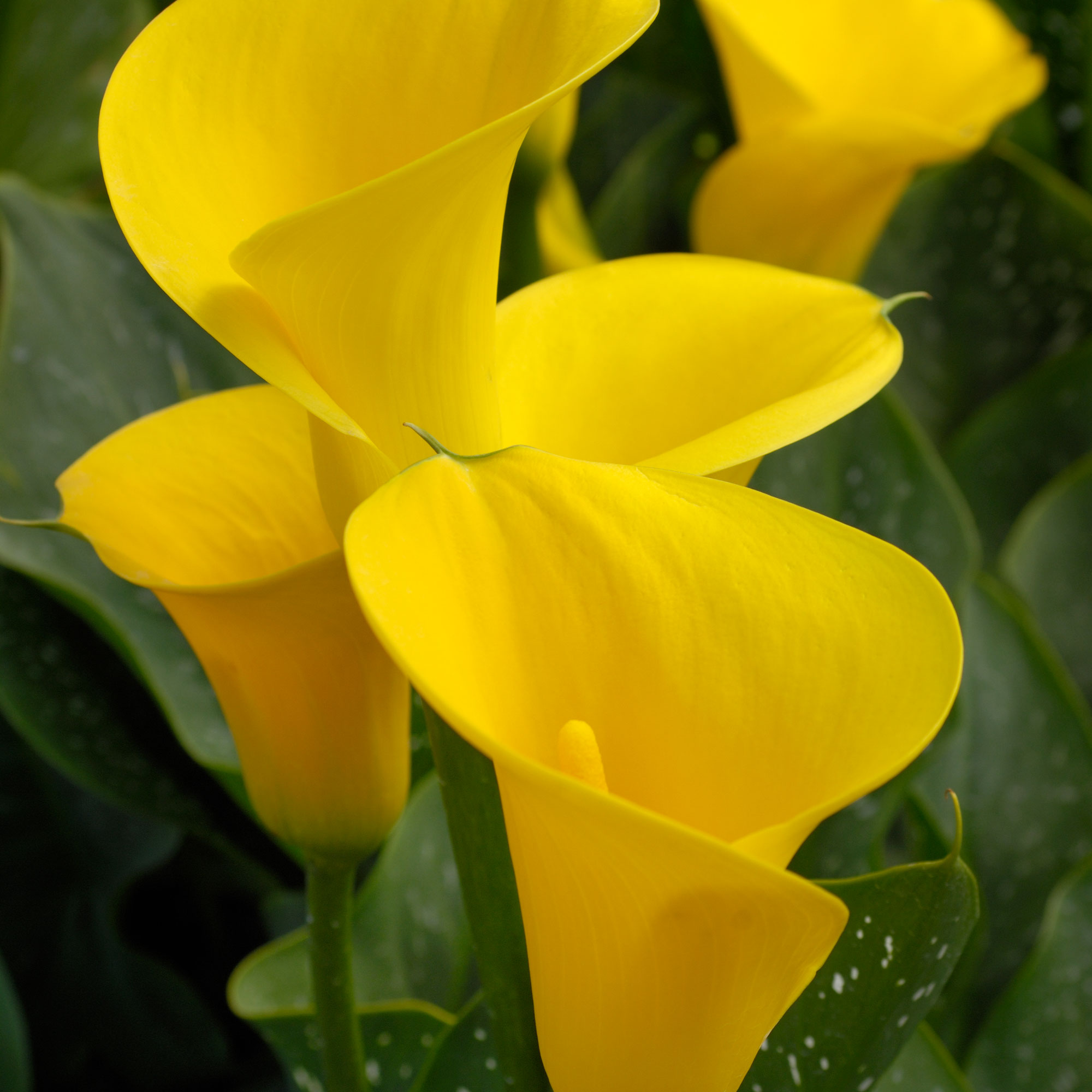 When to plant Calla Lily bulbs Experts urge…