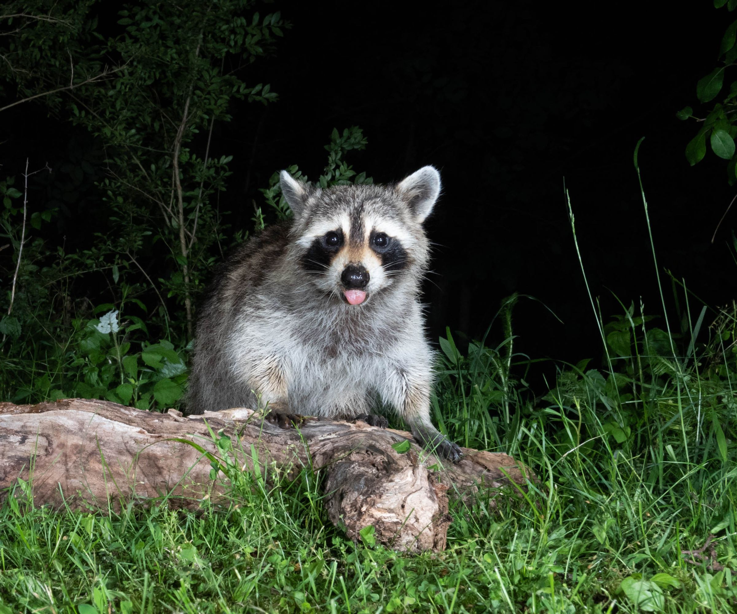 Do outdoor security lights deter animals? A wildlife…