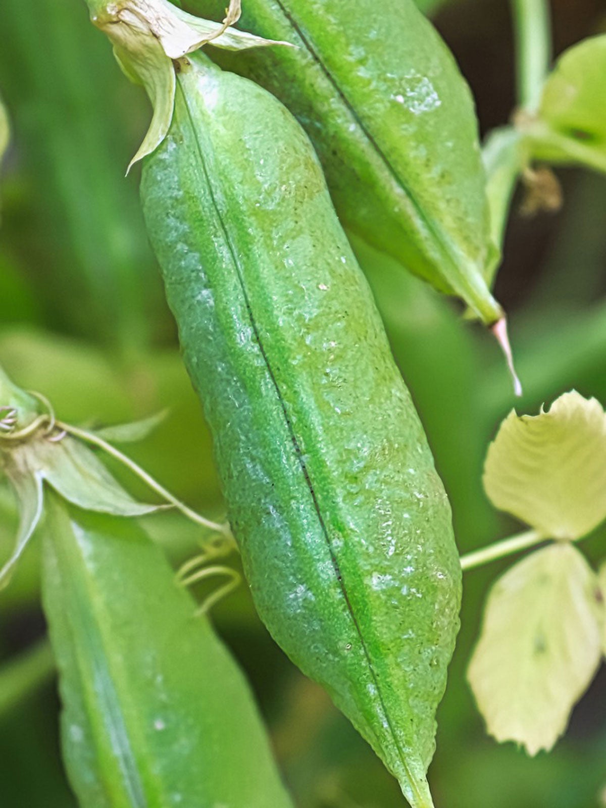 Yellow Leaves On Pea Plants Treatment For Pea Plants That Turn Yellow