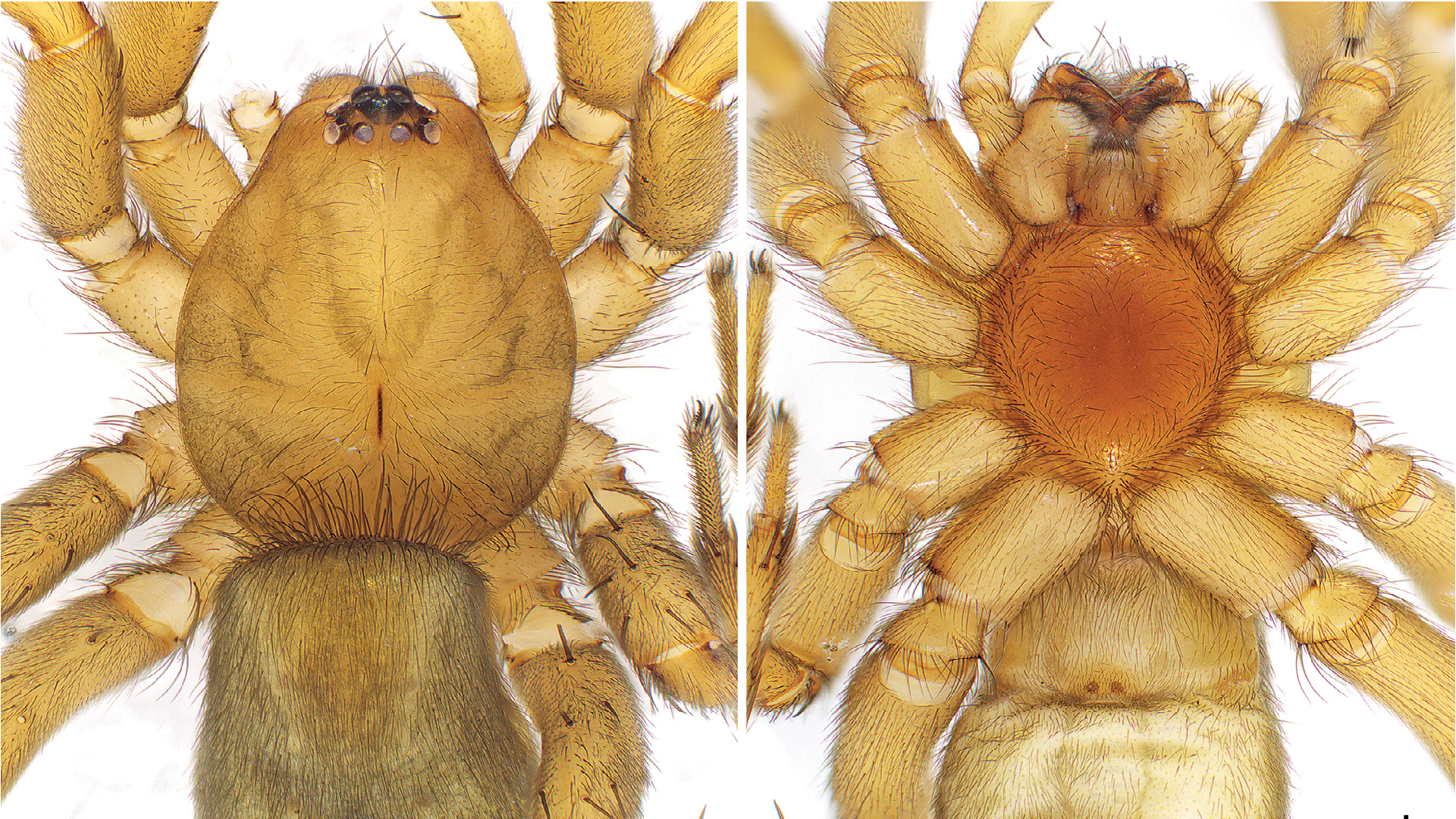 A close-up image of a Hotwheels sysyphus