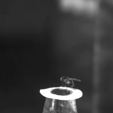 Removal of a blow fly&rsquo;s halteres made the fly less stable during takeoffs.