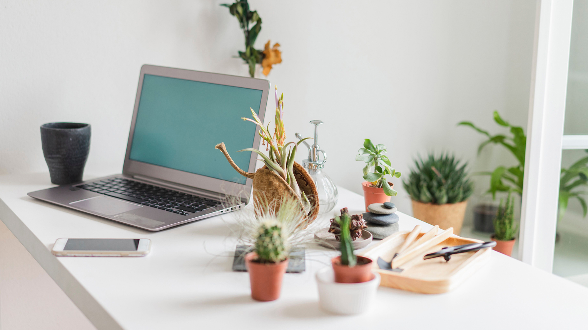 Lidl Launch Air Purifying Plant For Under £3 For A ToxinFree Home