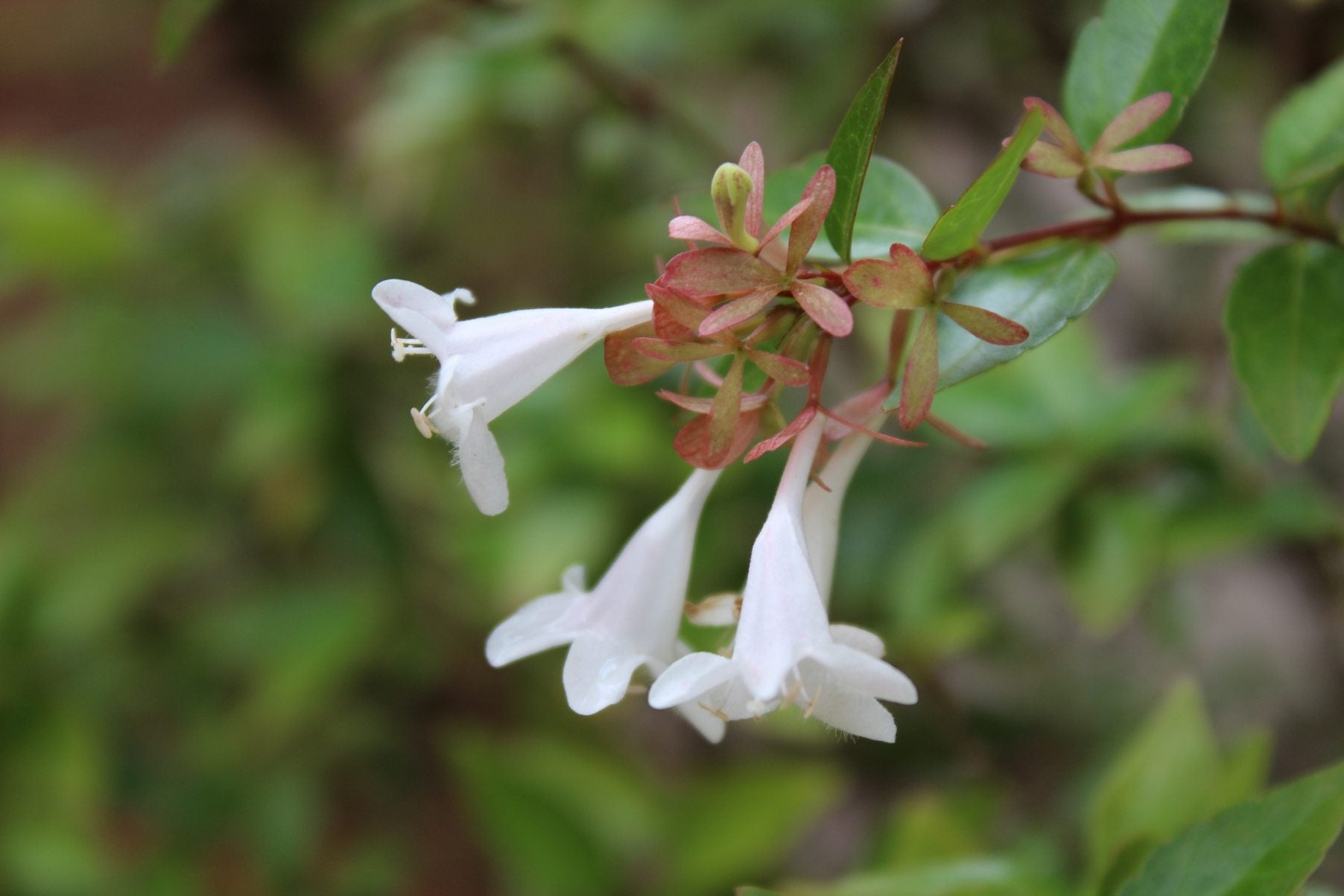 Abelia Pruning Info When And How To Prune An Abelia Plant Gardening