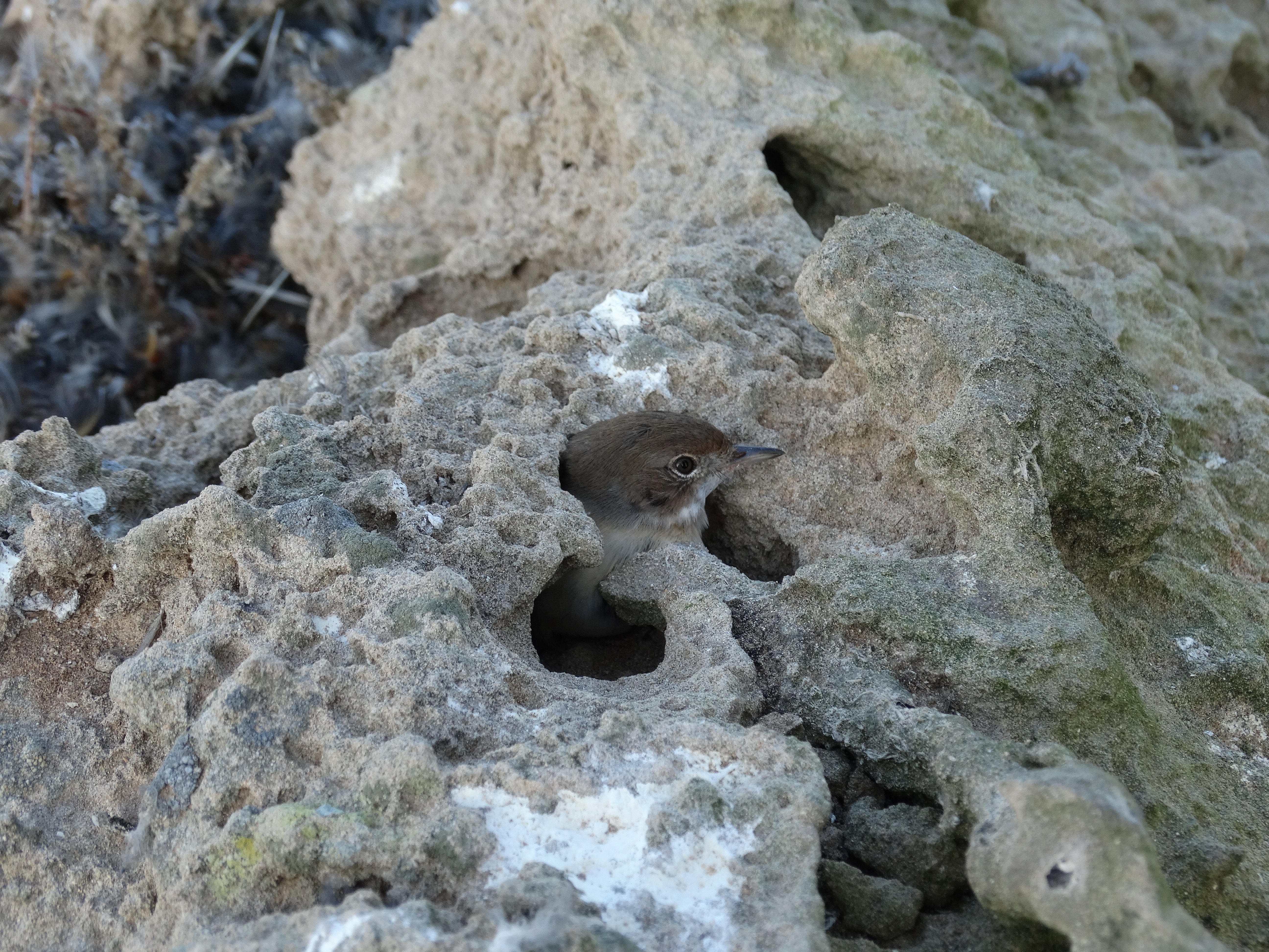 a small bird with its head sticking out of a hole in some rocks