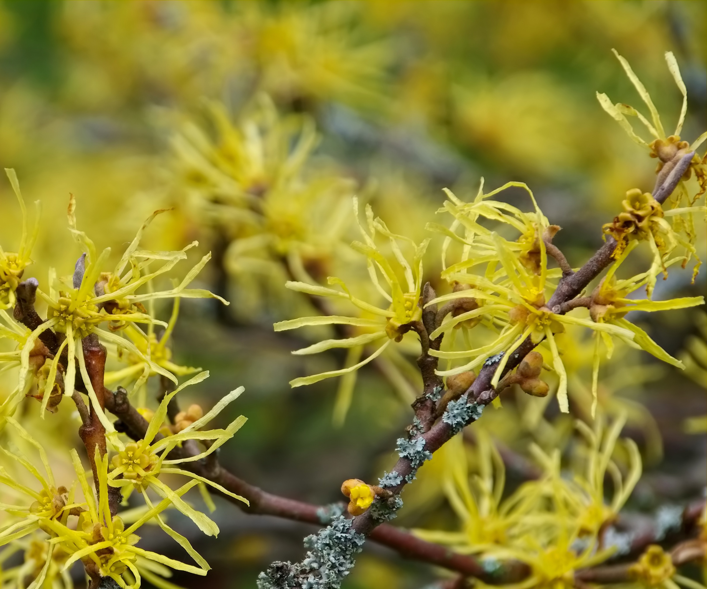 How and when to fertilize witch hazel experts reveal…