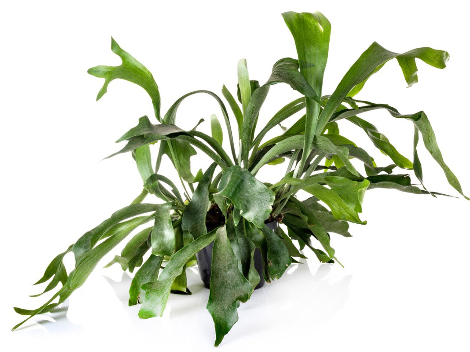 Staghorn Fern Care How To Grow A Staghorn Fern Indoors And In The