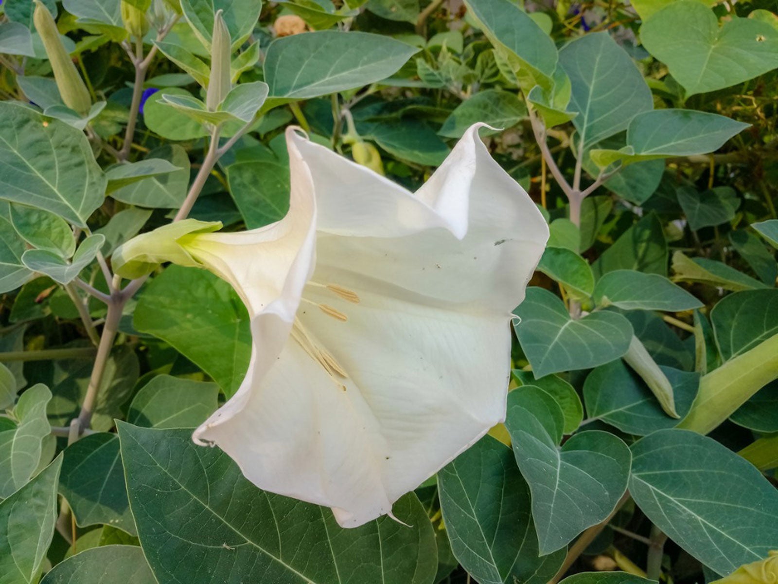 Datura Plant Growing Information About Datura Trumpet Flower Care Gardening Know How