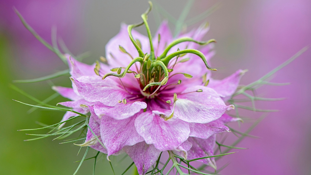 LoveInAMist Plant History Gardening Know How