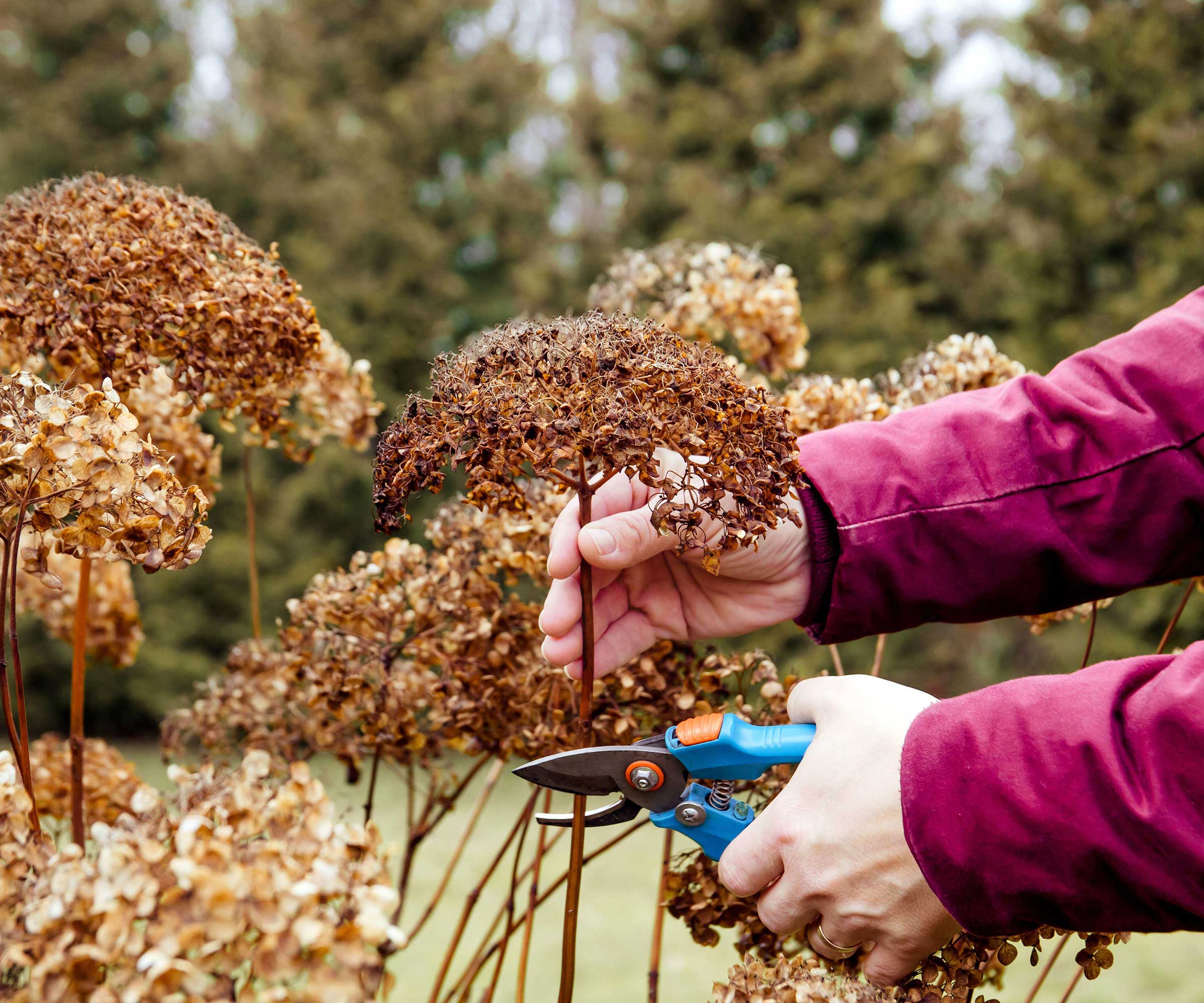 When and how to deadhead hydrangeas expert advice for these popular