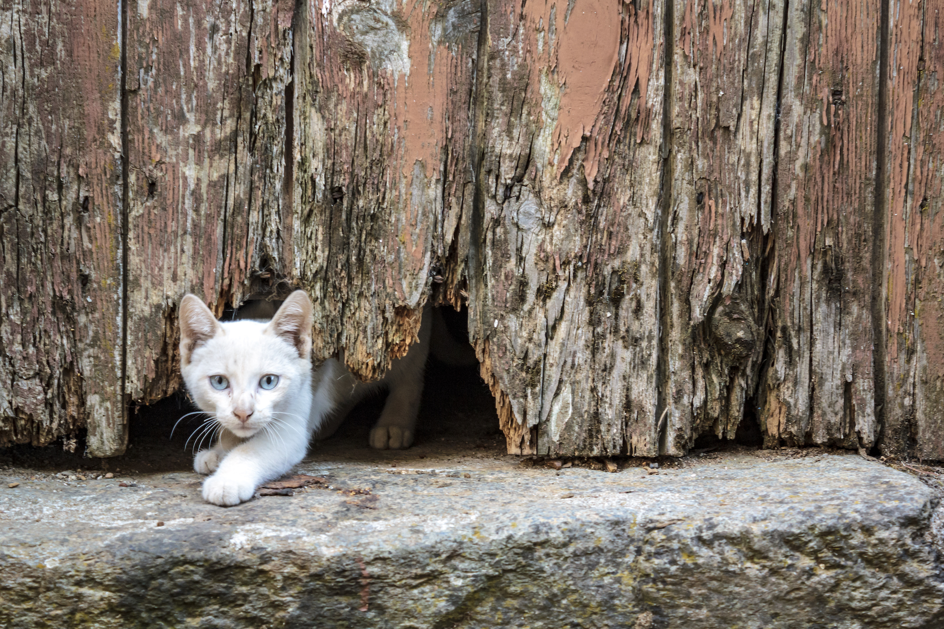A white cat squeezes under a wood fence with holes in the bottom