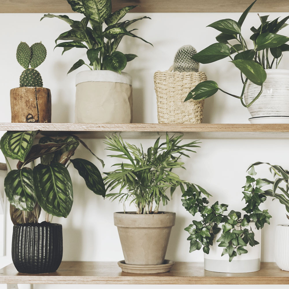 From air plants to airpurifying new Lidl houseplants range has it