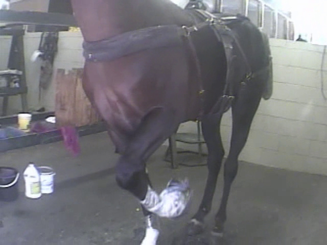 Last year, authorities seized 19 horses from a Maryville, Tenn., barn who may have been subjected to the cruel practice of soring. The Humane Society of the United States assisted the Blount County Sheriff’s Office, Blount County SPCA and Horse Haven of Tennessee with the seizure. As seen in this image, soring involves the application of caustic chemicals and painful devices to the hooves and legs of horses to produce the artificial high-stepping &ldquo;Big-Lick&rdquo; gait that gains unfair competitive advantage at horse shows. Additional charges are possible pending the outcome of the investigation.