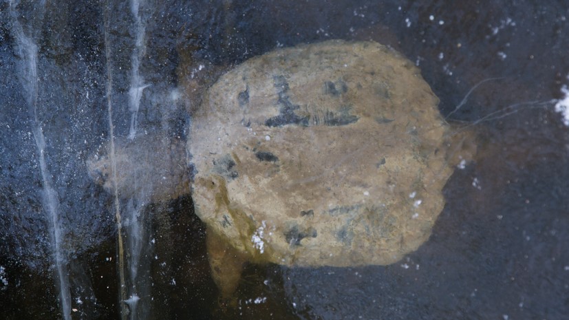 An unidetified turtles species hibernating in a frozen pond.