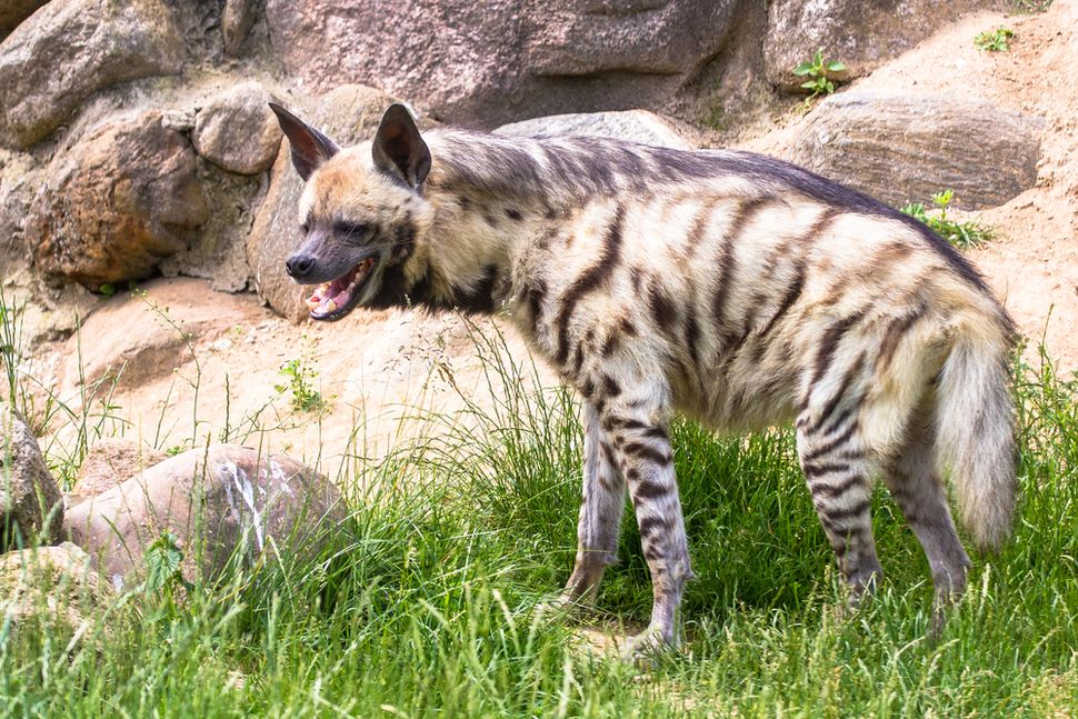 Facts About Hyenas Live Science