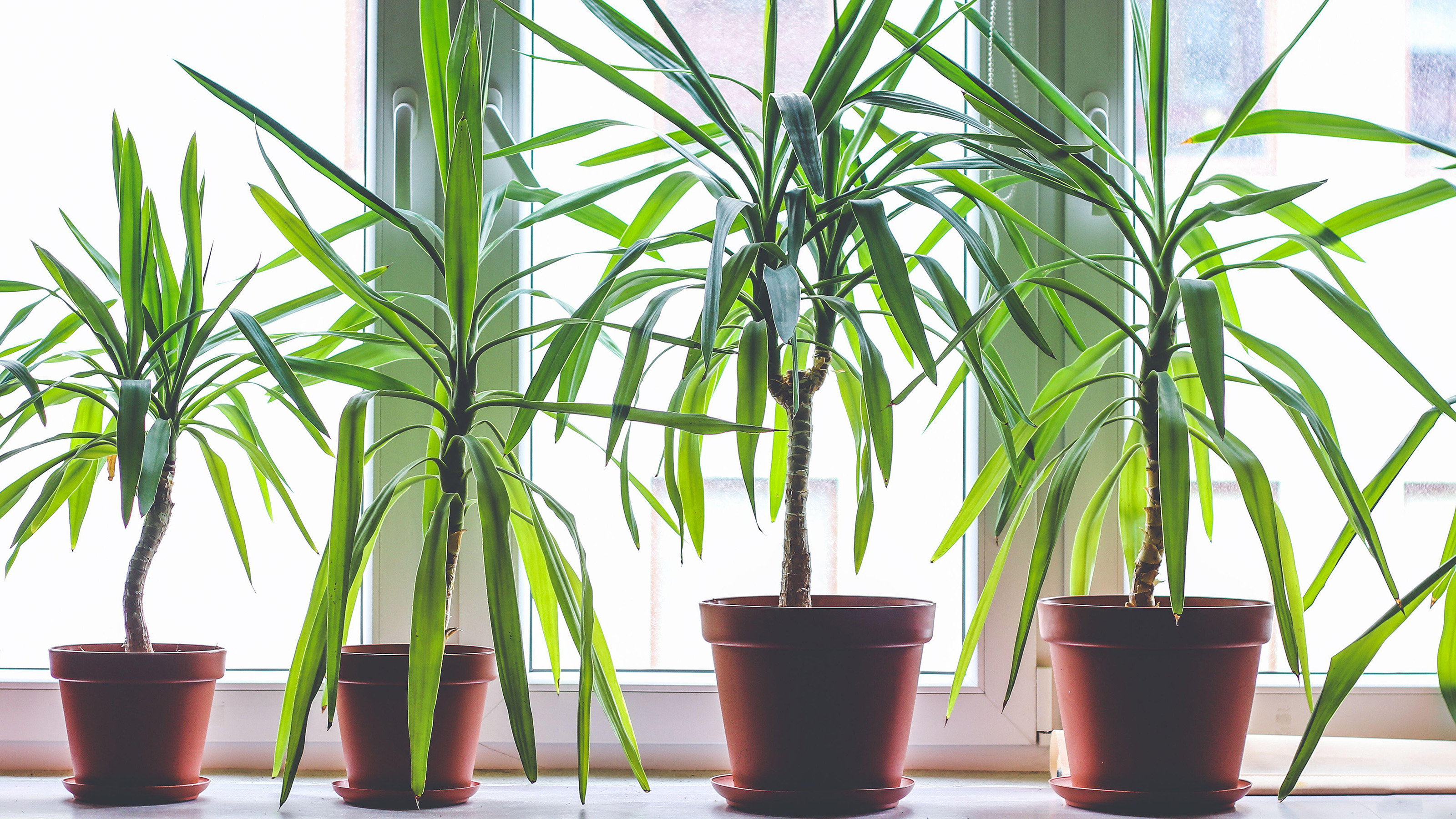 Dracaena propagation tips how to get more dragon plants Gardeningetc