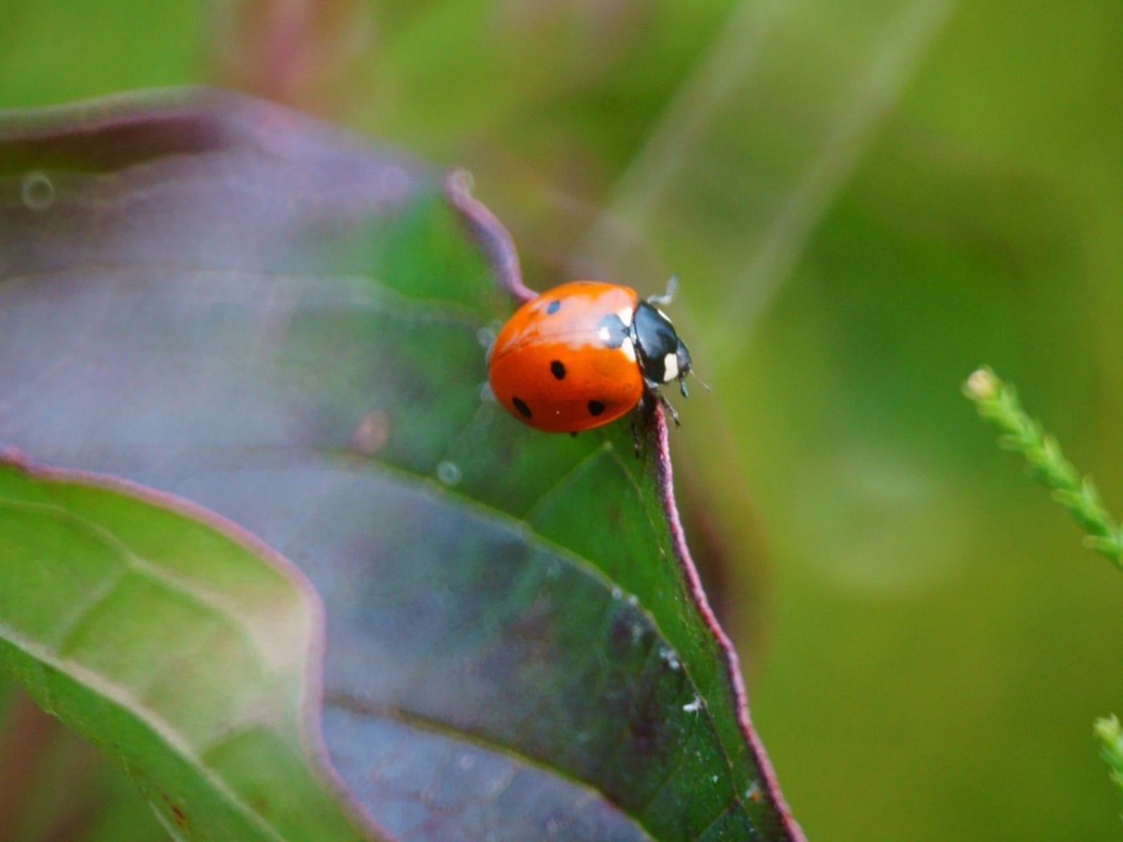 Attracting Ladybugs: Encouraging Ladybugs In The Garden | Gardening