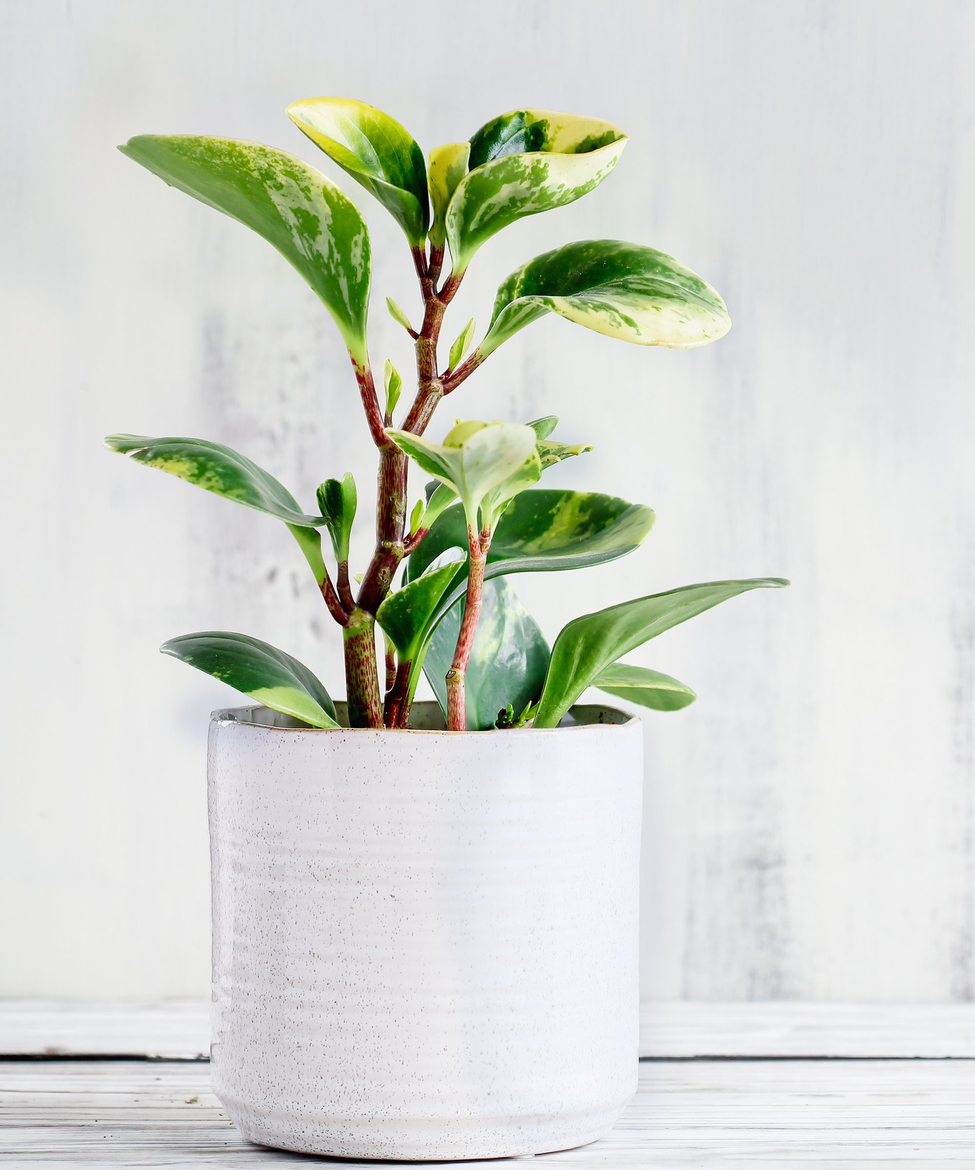 Plant of the year 2022 has been revealed Gardeningetc